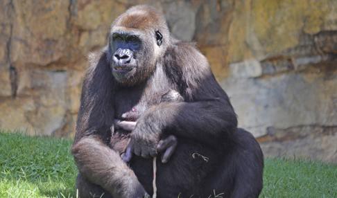 Video tierno: la mamá gorila que da a luz en un zoo ante cientos de visitantes