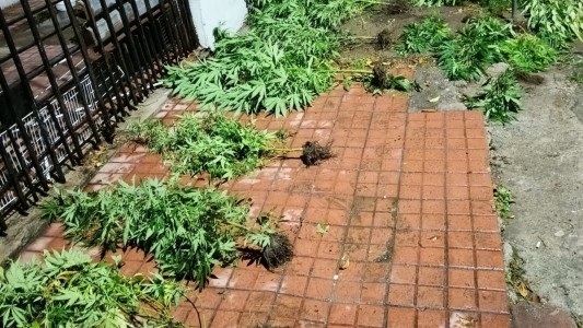 Discutió con su novio y lo denunció por tener plantas de marihuana en su casa: terminaron los dos detenidos