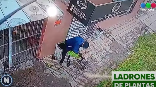 Ladrones de plantas: la inseguridad llegó a los canteros y macetas de la calle