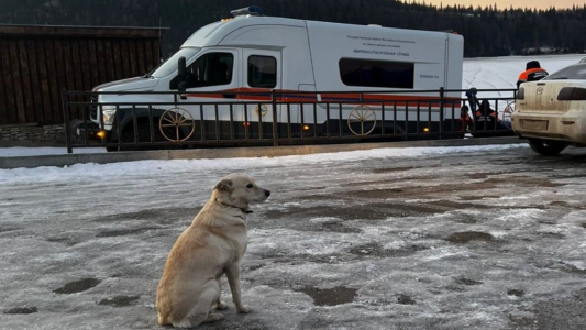 Perra espera hace varios días a su dueño que ahogó mientras cruzaba un río congelado