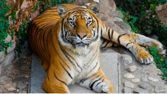 Murió Brisa, la tigresa más longeva de Córdoba