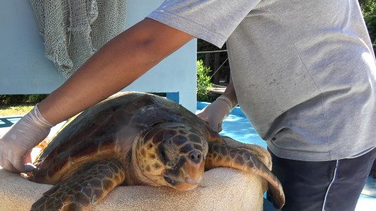 La odisea de una tortuga marina: de quedar atrapada en redes de pesca a expulsar basura