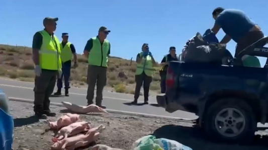 Tiró los lechones cuando se los iban a incautar: "Si no los vendo, ustedes no los comen"