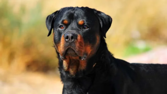 Nena de 3 años fue atacada por un perro rottweiler y está hospitalizada