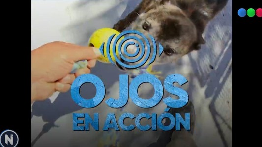Ojos en acción: el arte de educar a los perros agresivos