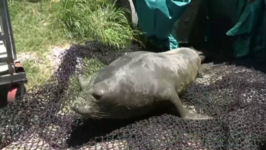 Rescataron a un elefante marino que terminó en un arroyo en La Plata