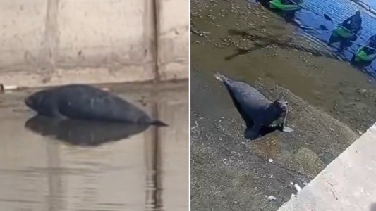 Apareció un lobo marino en un arroyo de La Plata