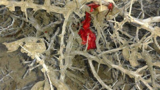 Misterio en la patagonia: dicen que "llovió carne" en un pueblo de Neuquén