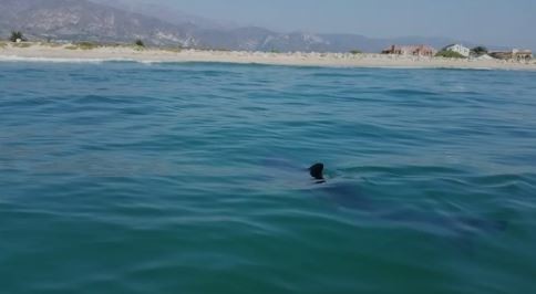 Murió un turista atacado por un tiburón en un balneario egipcio del Mar Rojo