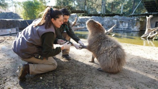 Los carpinchos no son mascotas: la historia de Ñato, el carpincho que solo comía galletitas y pan