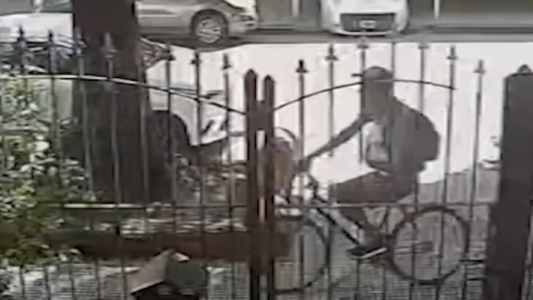 La desesperación de una familia a la que le robaron el perro caniche