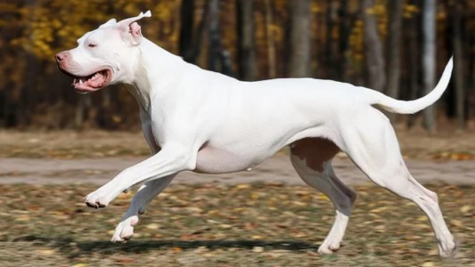 Una jubilada de 70 años fue atacada por un dogo en Bahía Blanca