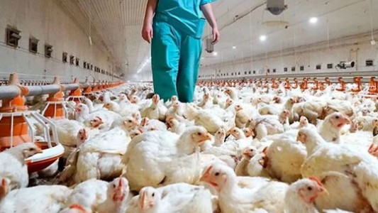 Se registró la primera muerte humana por gripe aviar en Estados Unidos