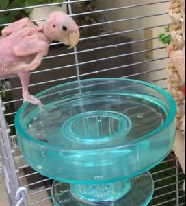 El pájaro sin plumas del que todos hablan en las redes sociales