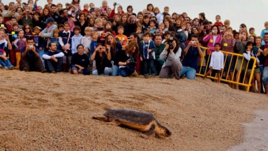 El emotivo regreso al mar de una tortuga tras diez años de recuperación