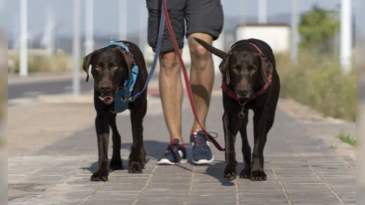 Habilitan pagar las multas por infracciones de tránsito paseando perros: dónde