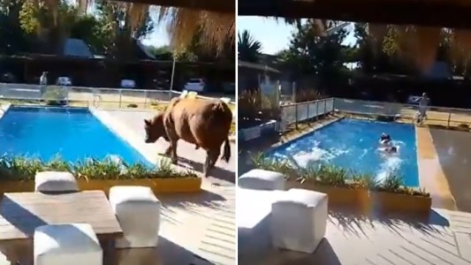 Video: un toro se escapó de un campo y se cayó en la pileta de una posada