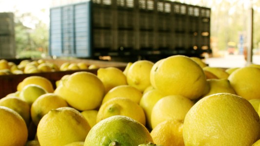 Un precio muy ácido: por qué subió el valor de los limones