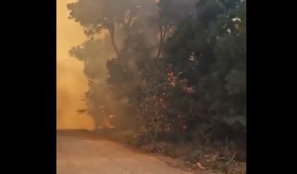 Susto en una colonia en La Plata: debieron evacuar por un incendio forestal