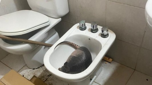 Rescataron a un tatú mulita en un baño de Santo Tomé