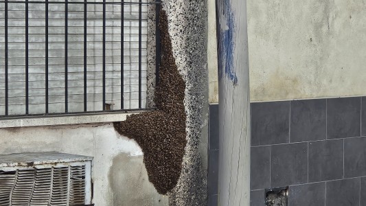 Enjambre de abejas genera preocupación en Rosario: expertos aseguran que no hay peligro