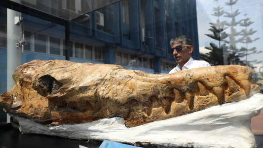 "Abuelo del tiburón blanco": presentaron fósil de 9 millones de años de antigüedad