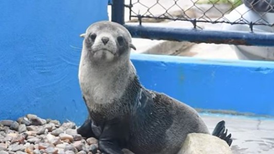 Una tanza para pescar hirió gravemente a un lobo marino, lo rehabilitaron y volvió al mar