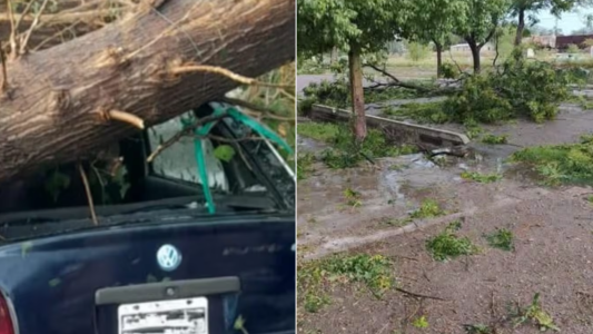 Tragedia en Mendoza: en plena tormenta quiso proteger su auto y murió aplastado por un árbol