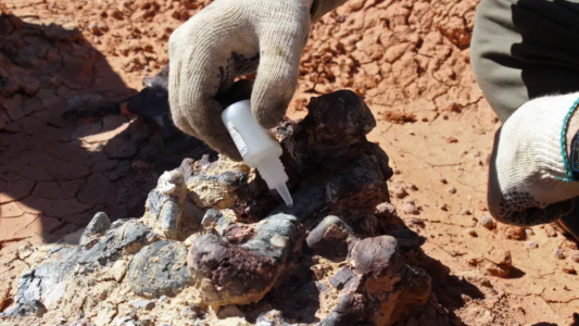 Hallaron vómito fosilizado de hace 66 millones de años