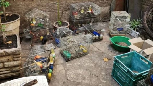 Los canarios, declarados sujetos de derecho en la Ciudad