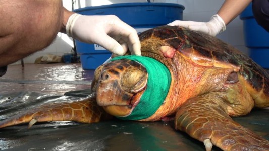 Fauna marina en riesgo: la falta de alimento y el hostigamiento de turistas y mascotas fueron las principales amenazas en 2024