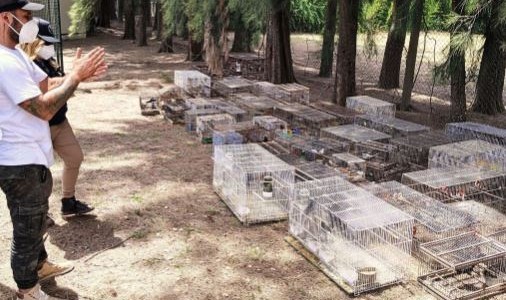Zárate: Incautaron 349 aves en condiciones críticas