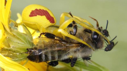 La increíble flor "mentirosa" que huele a "muerte"