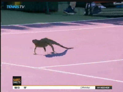 Una ovación para la iguana