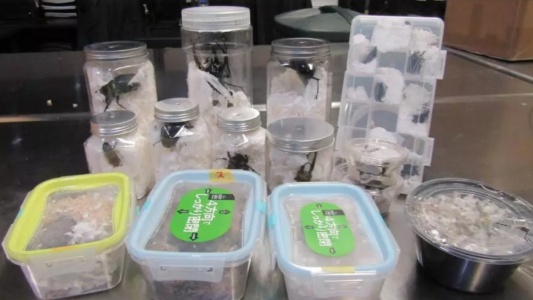 Descubren escarabajos vivos contrabandeados en golosinas japonesas