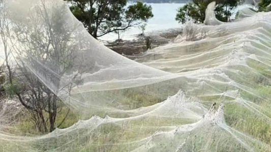 "Lluvia" de arañas en Catamarca