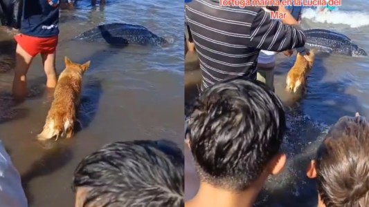 Apareció una tortuga marina en La Lucila del Mar: los guardavidas impidieron que los turistas la saquen del agua