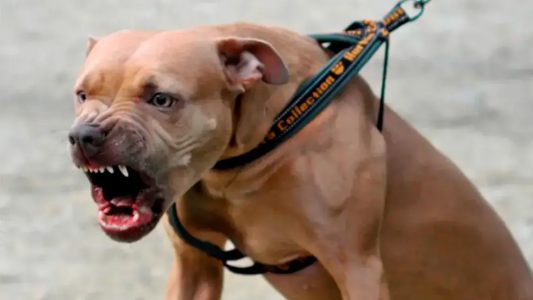 Le soltó su perro pitbull a la vecina para que la ataque porque se llevaban mal: casi mata a otra mujer