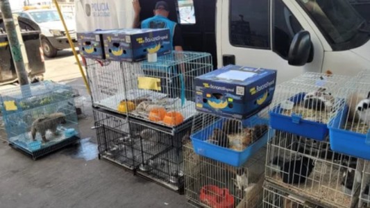 Maltrato y comercio ilegal en la feria de Pompeya: rescataron más de 150 animales