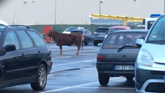 Una vaca de 500 kilos se escapó cuando la llevaban al matadero y terminó en un estacionamiento