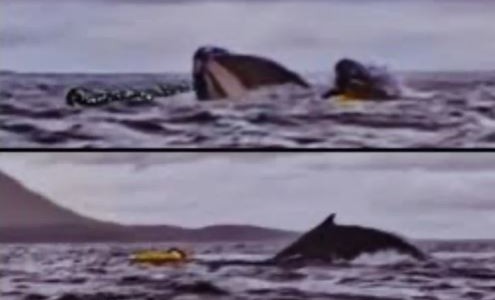 Susto en el Estrecho de Magallanes: hacía packrafting y fue tragado por una ballena que luego lo expulsó