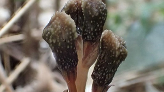 Descubren en Japón una nueva especie de planta que no necesita hacer la fotosíntesis y no florece