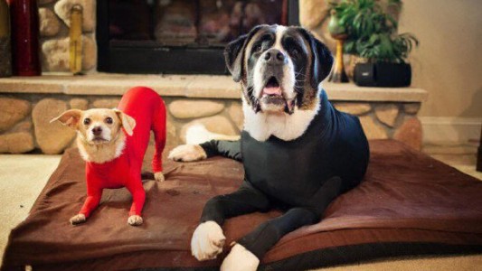 Furor por los perros que usan mallas enterizas