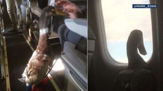 Donald, el pato que acompaña a una mujer en sus viajes en avión para evitar que sufra estrés