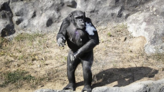Escándalo en el zoo de Corea del Norte: el chimpancé que fuma un paquete de cigarrillos por día