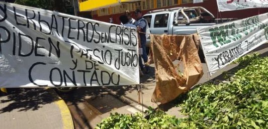Productores queman plantas de yerba mate en Misiones para protestar por los precios