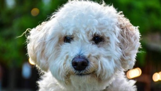 Trató de proteger a su caniche de un pitbull, perdió un dedo y deberán pagarle 3 millones