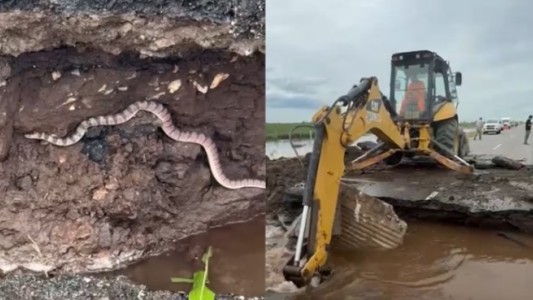 Una víbora luchó contra una retroexcavadora en el socavón de una ruta