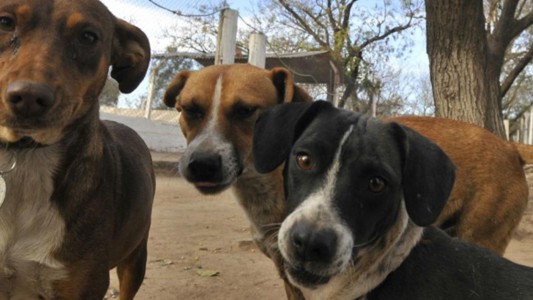 El 21 por ciento de los perros mayores de 8 años muestra signos de Alzheimer