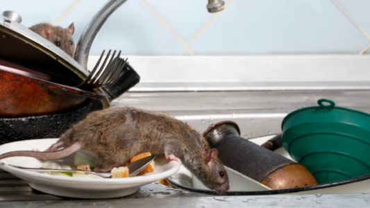 Murió una mujer por hantavirus en Bariloche: hay 24 personas aisladas